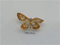 藏品(中國蛾類)的圖片